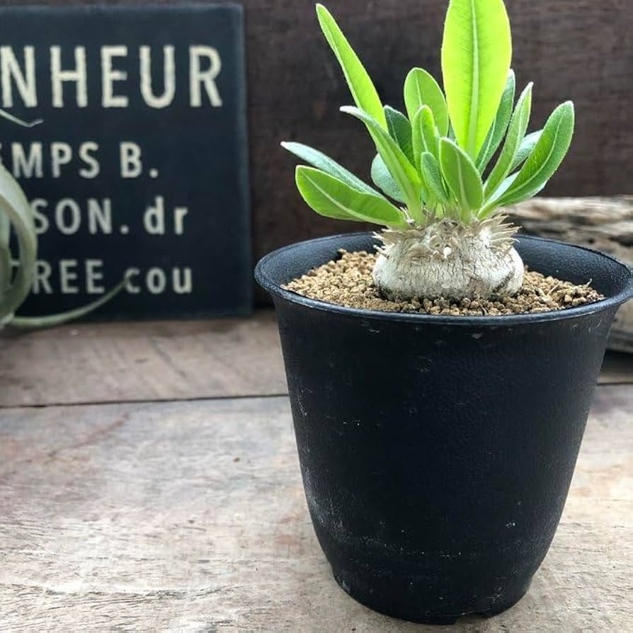 Amazon | パキポディウム・ブレビカウレ 恵比寿笑い 7.5cm鉢