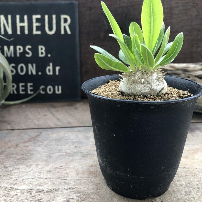 Amazon | パキポディウム・ブレビカウレ 恵比寿笑い 7.5cm鉢