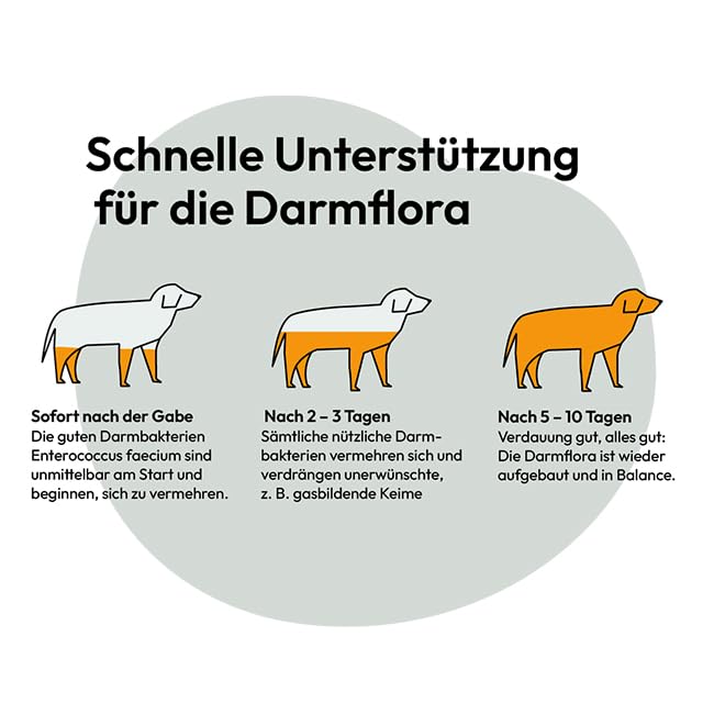 GRAU - das Original - Intestinal Plus Tabletten, für den Wiederaufbau der Darmflora, mit wichtigen Probiotikas und Darmbakterien, 1er Pack (1 x 60 Stück), Ergänzungsfuttermittel für Hunde & Katzen