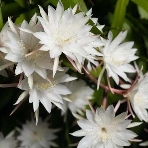 epiphyllum estivi di al coperto selvatici balcone rampicanti resistenti d'appartamento esotiche semi di tetti verdi 350pcs