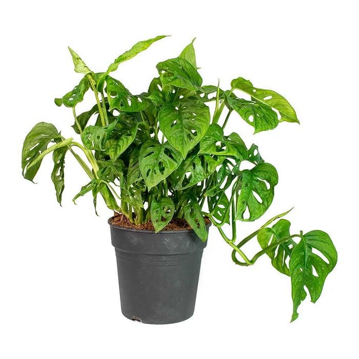 Creative Farmer Philodendron Broken Heart Indoor Live Plant Low Light Plants - Gardening|Home Decoration|Hanging Basket (B0C7VNMVQG) Amazon Price History, Amazon Price Tracker