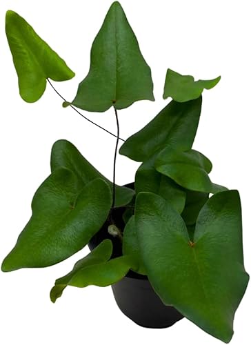 BubbleBlooms Helecho Corazón, Hemionitis Arifolia en una hoja de corazón de maceta de 4 pulgadas, helecho lengua