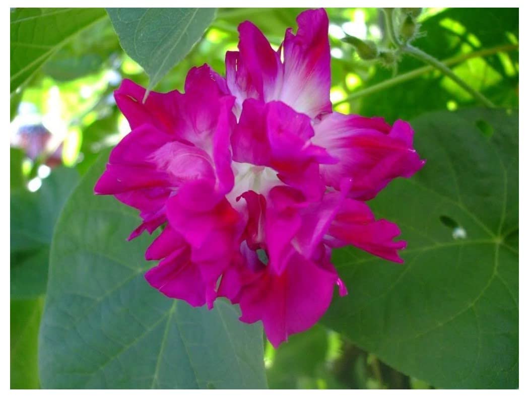 PREMIER SEEDS DIRECT - Morning Glory - Ipomoea - Sunrise Serenade (300 Seeds)