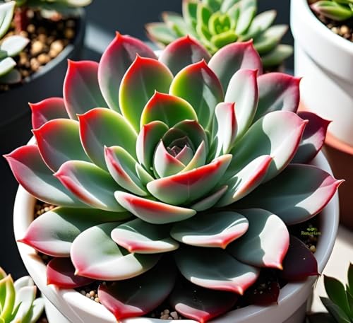 Image of live plants (LAXMIII)
