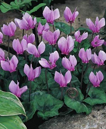 Garten Alpenveilchen Cyclamen Winterhart (5 Blumenzwiebeln)
