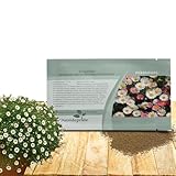 Outsidepride Santa Barbara Daisy Erigeron Seeds - 1000 Pcs Abundant & Long-Lasting Blooms, Hardy Perennial Flower Seeds for Planting, Ideal for Pollinator Gardens, Borders, & Rock Landscapes