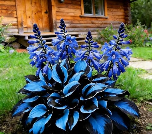 100Blue Hosta Seeds – Rare Perennial Shade-Tolerant Plants, Indoor/Outdoor Plant Garden & Pot Decoration, Easy to Flower — view 2