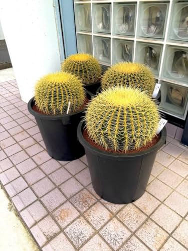 観葉植物 サボテン 金鯱」の人気商品一覧 | 安い商品を通販サイトから