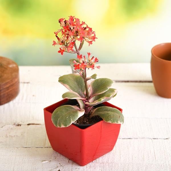 Image of Live Kalanchoe Plant with Pot | Flowering Succulent Plant for Home Garden | Low Maintenance Indoor & Outdoor Decorative Plant | Blooming Potted Plant for Balcony, Terrace & Office Decor