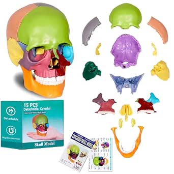 Human Skull Model for Anatomy, 15 Parts, Detachable Mini Medical Skull with Color Study Manual