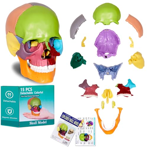 Image of breesky Human Skull Model for Anatomy, 15 Parts Human Anatomy Exploded Skull, Detachable Palm-Sized Mini Human Color Medical Skull Model, Learning with Color Study Manual