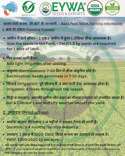 Image of Organic Bajra Grains Pearl Millet Seeds (5 Kgs) | For Farming, Sowing & Agriculture Use | Produce of India | 100% Natural & Non-GMO | By Eywa
