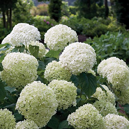 PW INCREDIBALL Hydrangea - Smooth | Hydrangea arborescens Abetwo