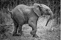 Through My Eyes: An African Photographic Memoir by Murray Brott, Hardcover Coffee Table Book, 12x12 Inch, 104 Pages, Black and White Wildlife Photography 069215812X Book Cover