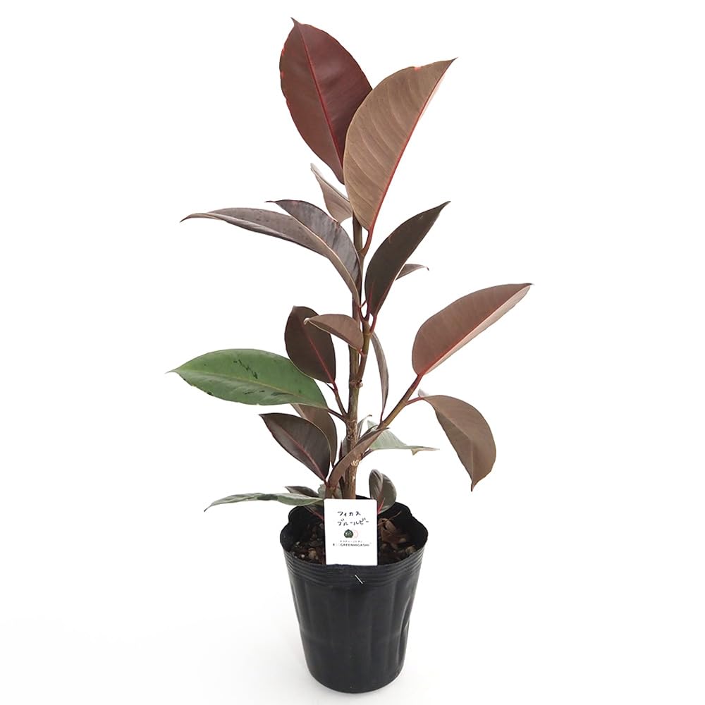Amazon｜ITANSE フィカス ブルールビー 4号 1個売り 観葉植物