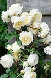 Rosal Trepador en Espaldera planta Natural - Rosal en distintos colores con 60/80 cm de Altura Aprox - Planta Arbustiva de exterior - Planta Natural - Planta Viva (Blanco)