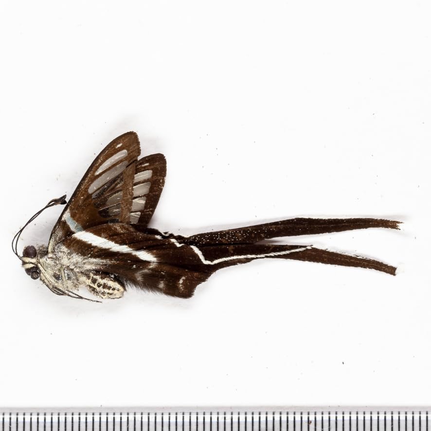 Amazon | 未展翅 昆虫標本No.13 アオスソビキアゲハ標本定形外