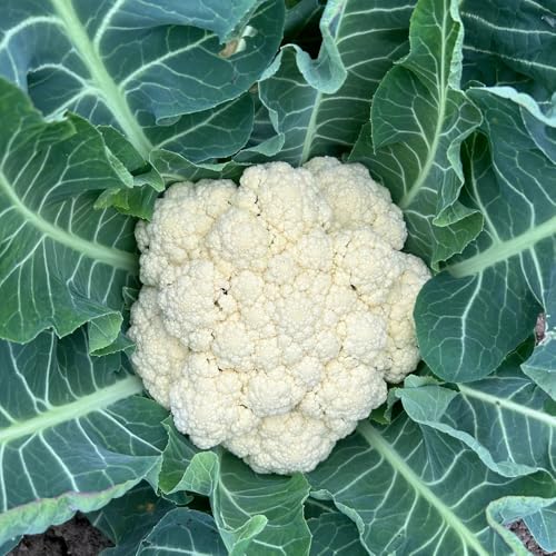 Semillas de coliflor, Comprar de invierno Comprar de coliflor semillas de viejas de balcón resistentes antiguas variedades 400pcs