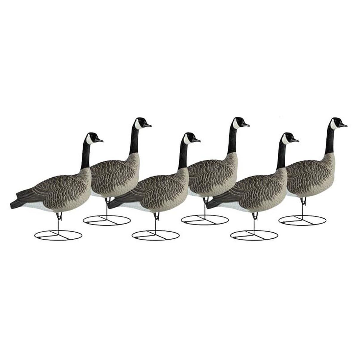 DAKOTA DECOY Signature Series Fully Flocked Canada Sentry, Decoy 6 Pack