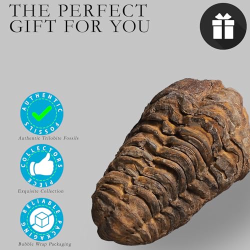 Image of Calymene Trilobite Fossil from Morocco, Real Fossils for Adults, Fossil Enthusiasts, Trilobites Fossils Paleontology Gifts for Men Women, Fossil kit Trilobite Specimen with Display Frame & Fact Sheet