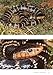 Field Guide to the Snakes of Eswatini