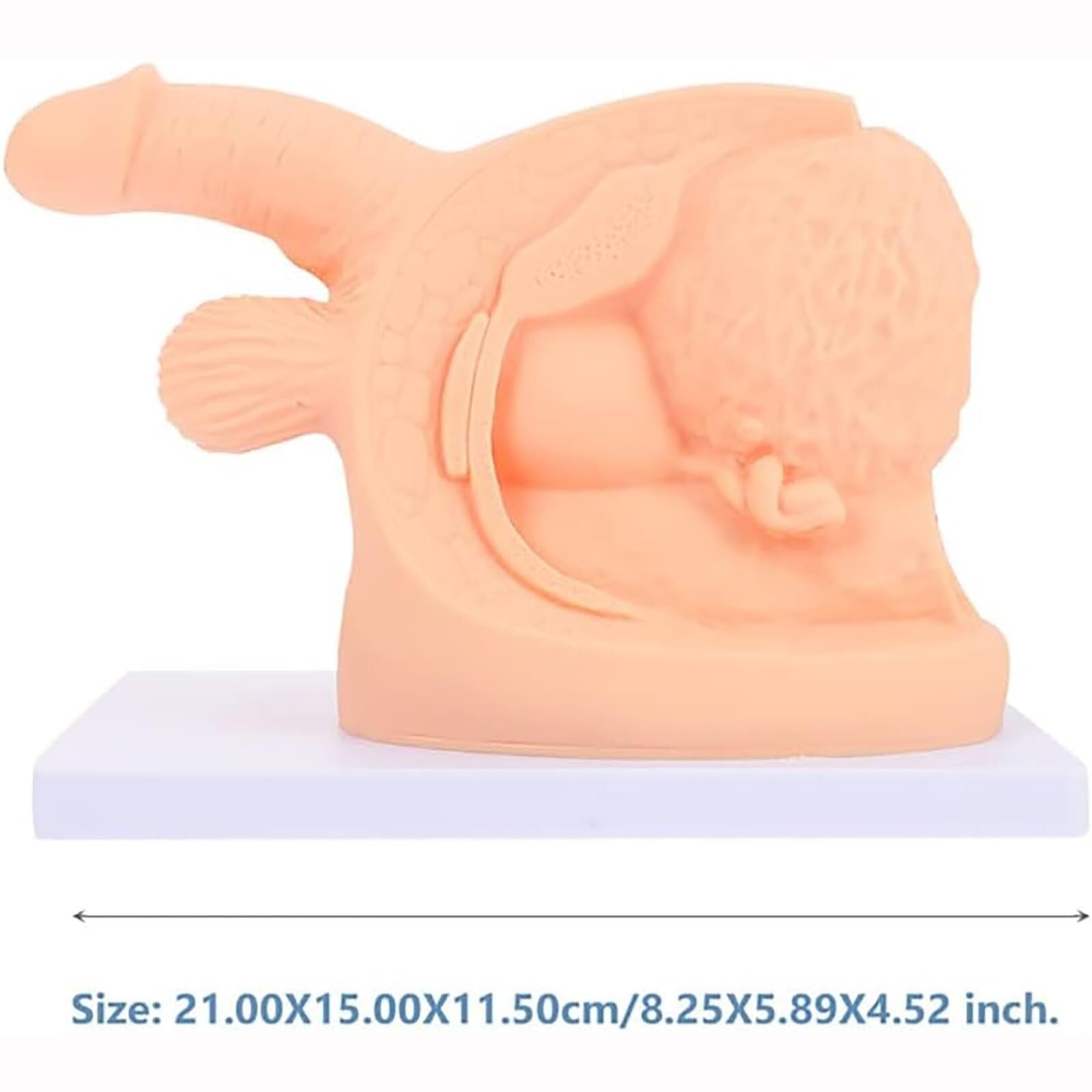 Model cewnika Wewnętrzny zewnętrzny model anatomiczny narządów płciowych z PVC