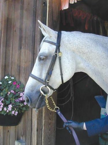 Leather Lead NUNN FINER Newmarket Shank - 6 1/2 pies con cadena de latón macizo de 30 pulgadas - Havanna