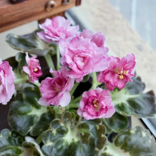 semi di violetta africana, autunnali resistenti semi da balcone selvatici rare decorazione del soggiorno biologici da 70pcs