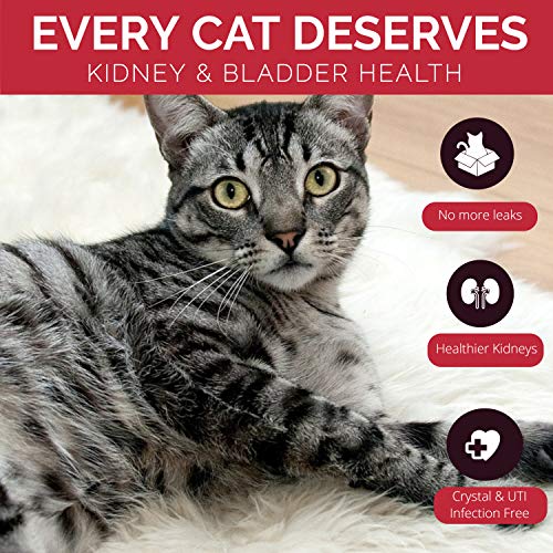 Cat UTI Treatment - Image 2