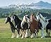 Gypsy Vanner Horse 2015 Wall Calendar