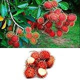 frutas exoticas de la selva peruana La semilla dentro de la pulpa es incomestible, tenemos que expulsarla cuando comemos Rambután.