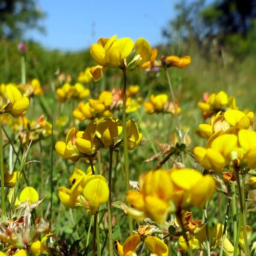 Outsidepride Perennial Birdsfoot Trefoil Seed - 1 lb Nitrocoated Inoculated Winter Hardy High Protein Forage Legume Seeds for Pasture Hay Silage Production & Livestock Grazing