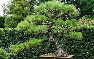 Seeds White Pine 10 Seeds Pinus Armanii Chinese Ornamental Bonsai Seeds of agramsero combsh: Only Seeds