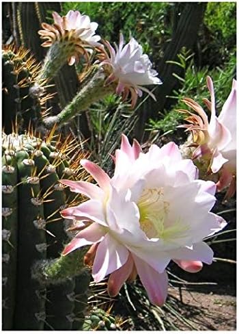 TROPICA - Huntington's Organ Pipe (Cereus huntingonianus) - 40 Seeds - Cacti/Succulents