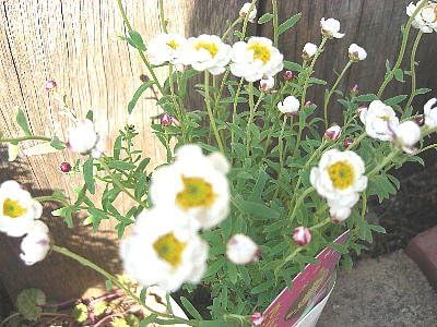 Amazon 花苗 多年草 1年草扱い 花かんざし ラベル付き3号苗 花 Amazon 花苗 多年草 1年草扱い 花かんざし ラベル付き3号苗 花