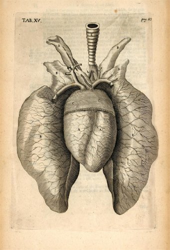 Vintage Anatomy cavallo cuore e polmoni