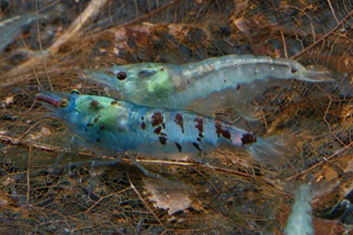 Blue Pearl Garnele (DNZ), 10 Stück