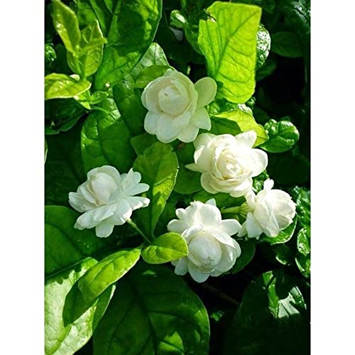 Image of Live All Time 12 months jasmine flowering plant | Mogra live Plant & Tree | Flowering Jasmine | White Flower Highly Fragrant Plant | Pack of 1 With Pot (jasmine Flower Plant)(mogra)(MOGRA PLANT)