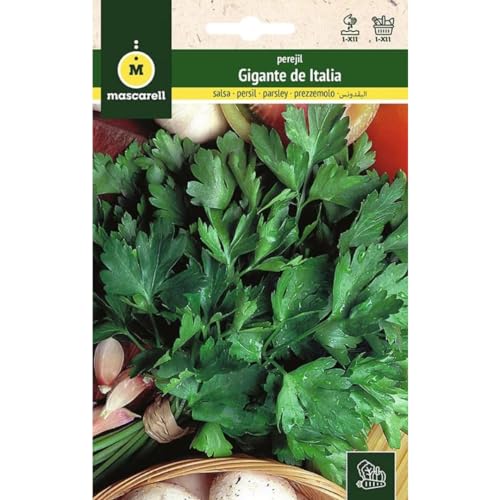 Mascarell - Graines, persil, graines de potager, persil géant d'Italie, créez votre propre potager urbain et culture à la maison, plantes horticoles, 15 g