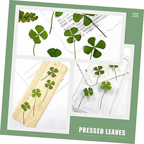 Ipetboom 24pcs Four Leaf Seco Artesanía DIY miniatura 6