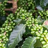 semillas de cafe - cafe - decoración de jardín para exterior de granos de café mini jardín, real, comprar balcón, decoración salón 20pcs