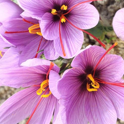 Image of Saffron Purple Flower Bulbs /Crocus Sativus - Kesar Bulbs /Pack of 10, for Plant Lovers Indoor, Outdoor Planting