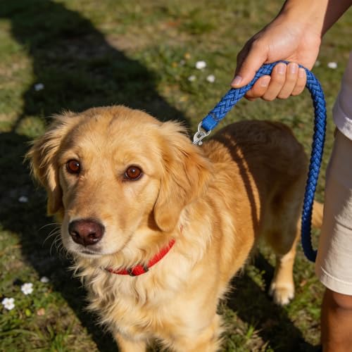 12 Stück Karabinerhaken Hundeleine mit Drehgelenk, Wirbelkarabiner aus Zinklegierung mit 12 Edelstahlringen, 360° Drehbare Karabiner für Hundehalsband, Gurtband, Schlüsselanhänger, Haustierzubehör