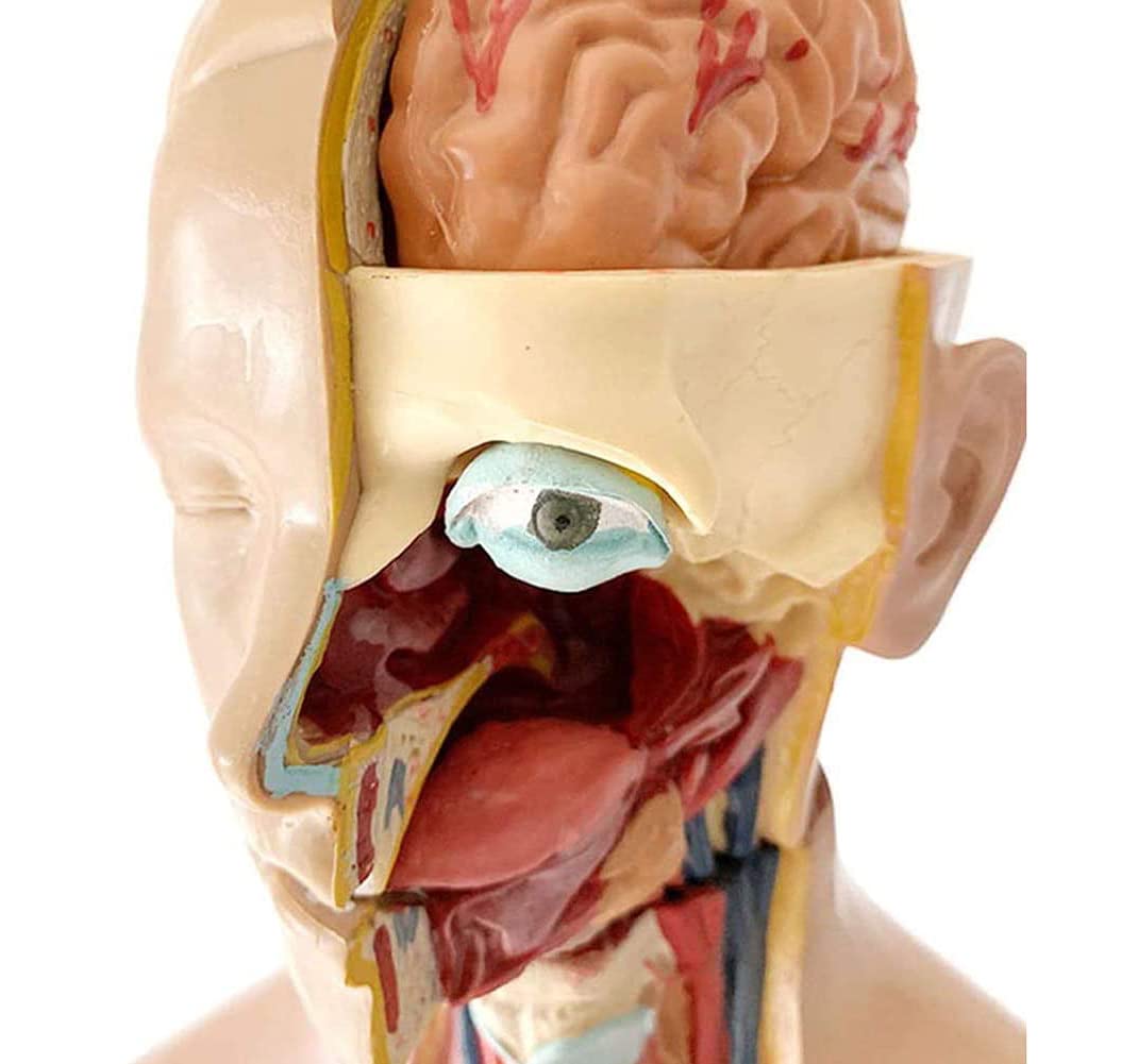 Modello del Corpo del Torso Umano smantellamento 19 Parti Anatomia Anatomia Organi Interni Medici 55cm Asexual Torso Umano Torso Modello anatomico viscerale