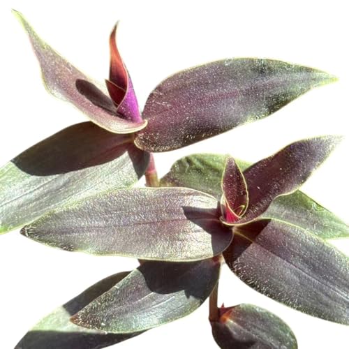 Rooting Easily Plant Cuttings (Tradescantia ‘Jose Puig’ Gibasis（2 Unrooted Cuttings）)