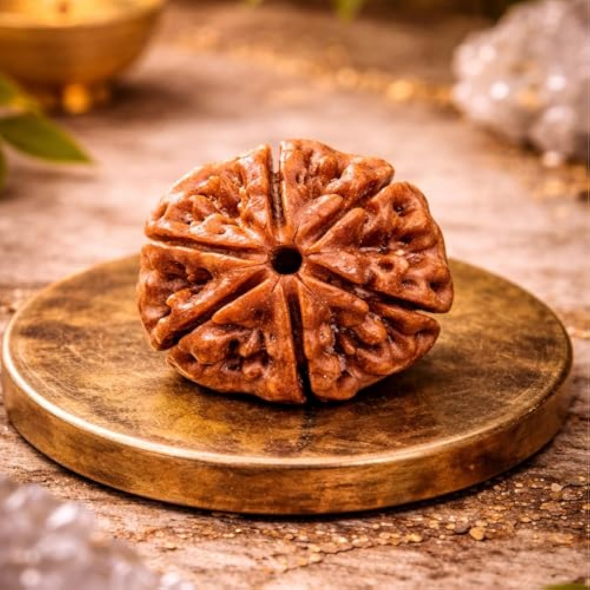 Authentic 6 Mukhi Rudraksha Bead for Focus and Willpower