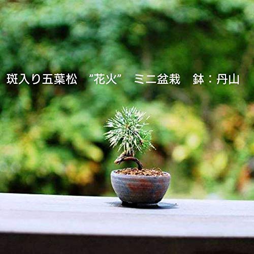 Amazon.co.jp: 【ミニ盆栽初心者セット】 斑入り五葉松 花火（はなび