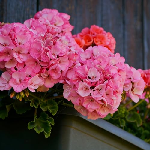 Mixrug Mix Geranium Seeds for Planting, 49pcs Rare Perennial Butterfly Geranium Flower Seeds Plants, Non-GMO Heirloom Rare Beauty Blooms Flowers Plants for Home Garden Outdoors Indoors