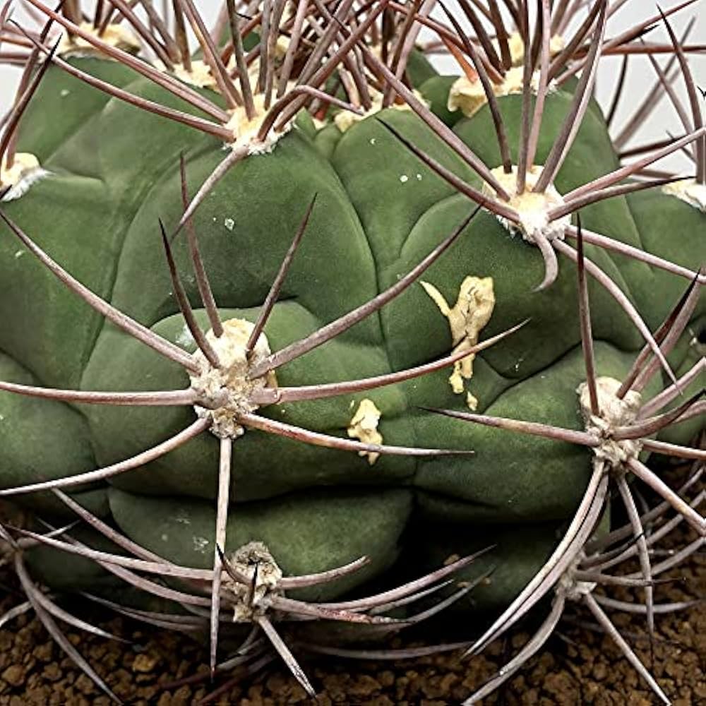 Amazon｜サボテン：ギムノカリキウム 勇将丸*｜観葉植物