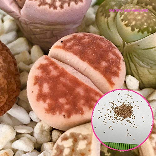 Amazon | リトープス メセン 種10粒 多肉植物 (レッドトップ) | 草